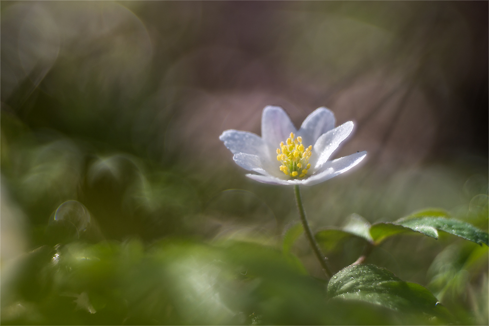 Der Sonne entgegen