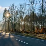 Der Sonne entgegen, auf der Fahrt durch den Pfälzerwald.