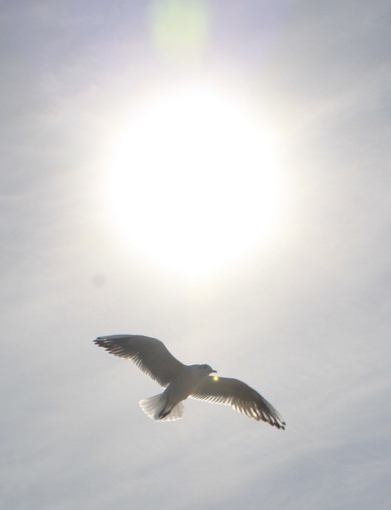 Der Sonne entgegen