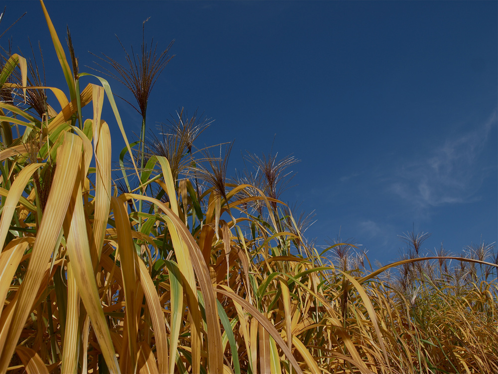 der Sonne entgegen---