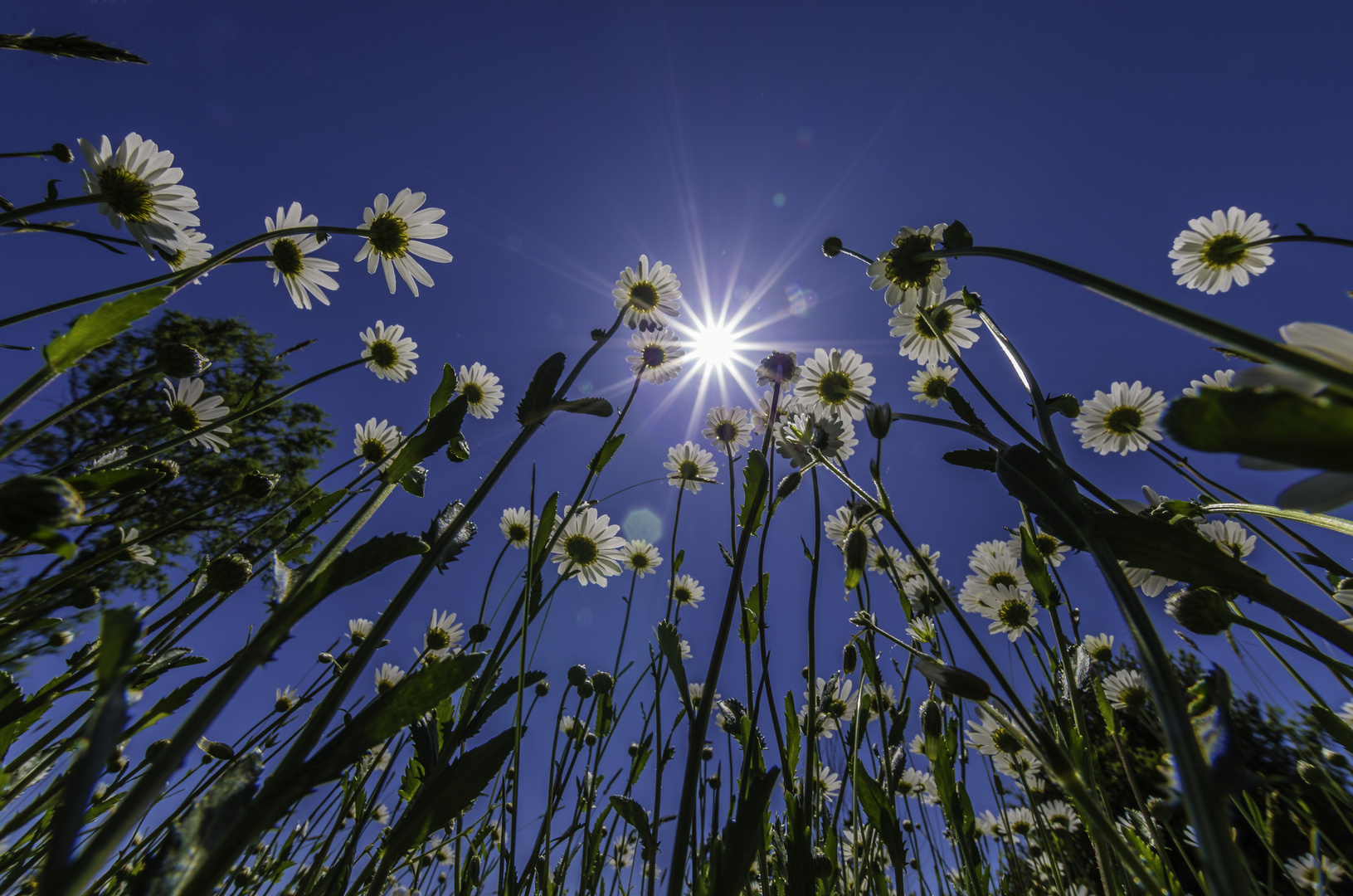 Der Sonne entgegen