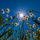 Der Sonne entgegen