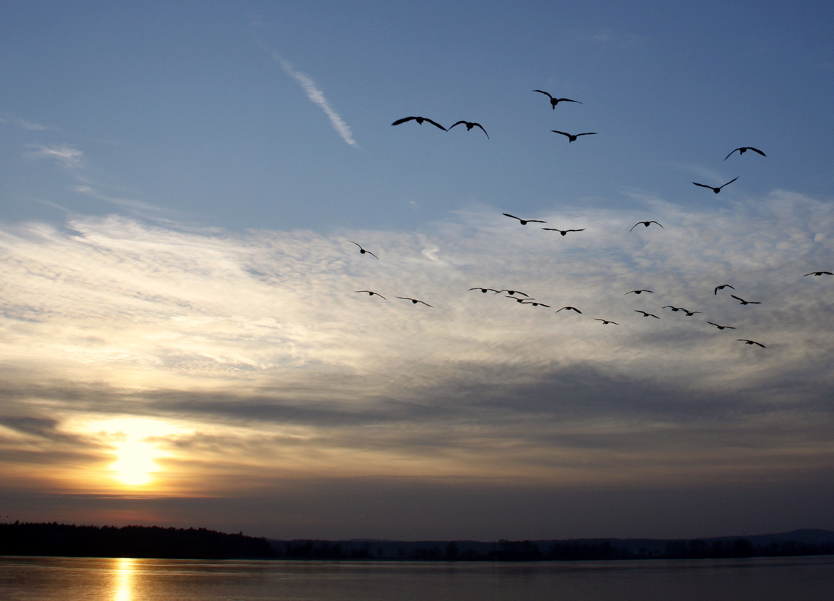 der Sonne entgegen