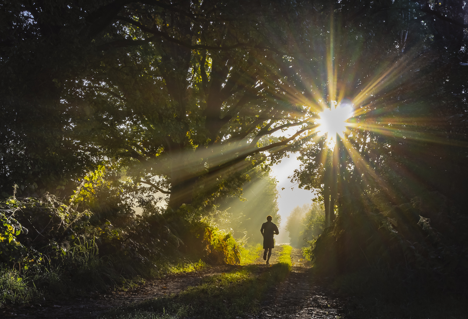 Der Sonne entgegen