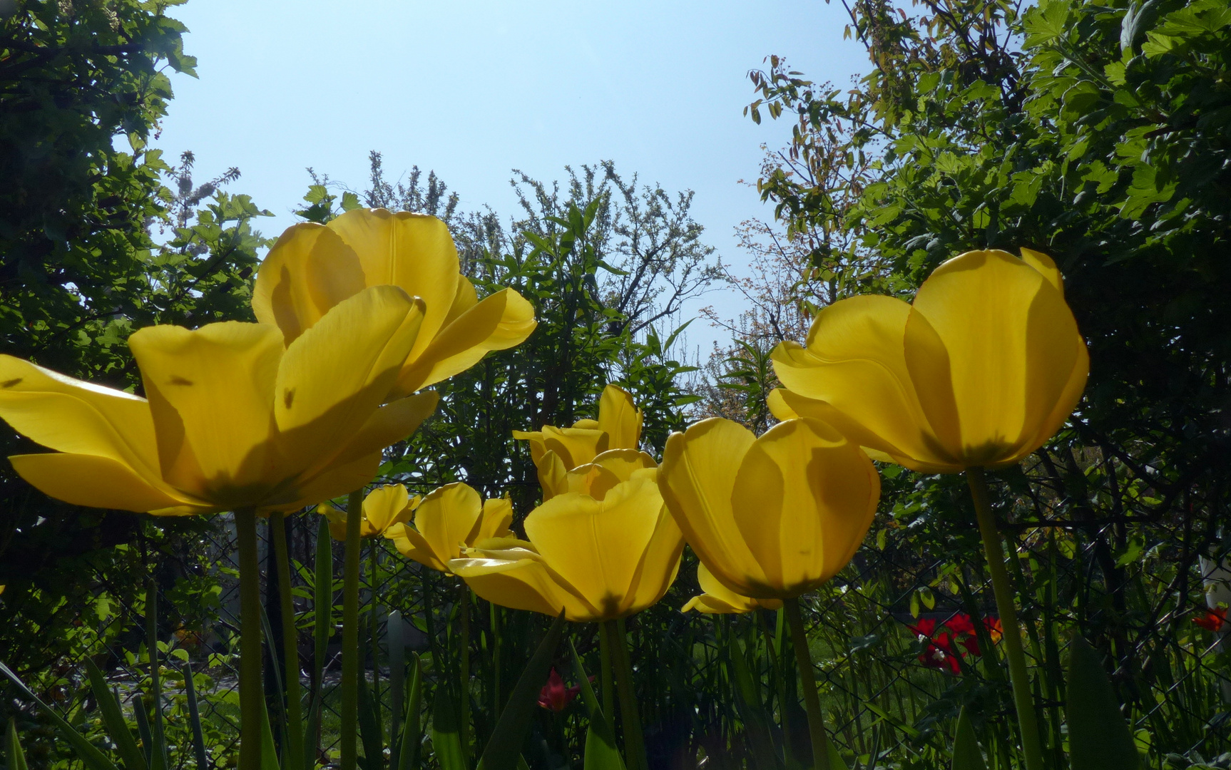 Der Sonne entgegen .....