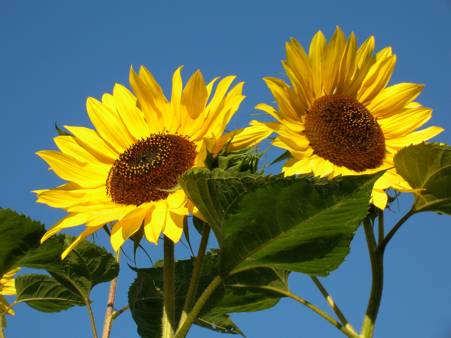 Der Sonne entgegen!