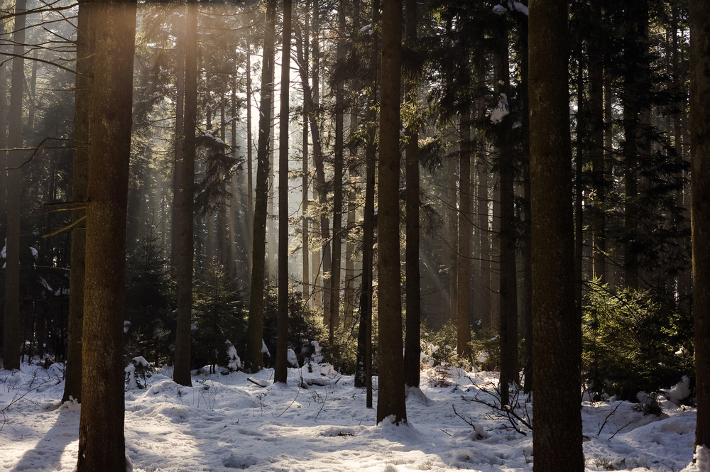 Der Sonne entgegen