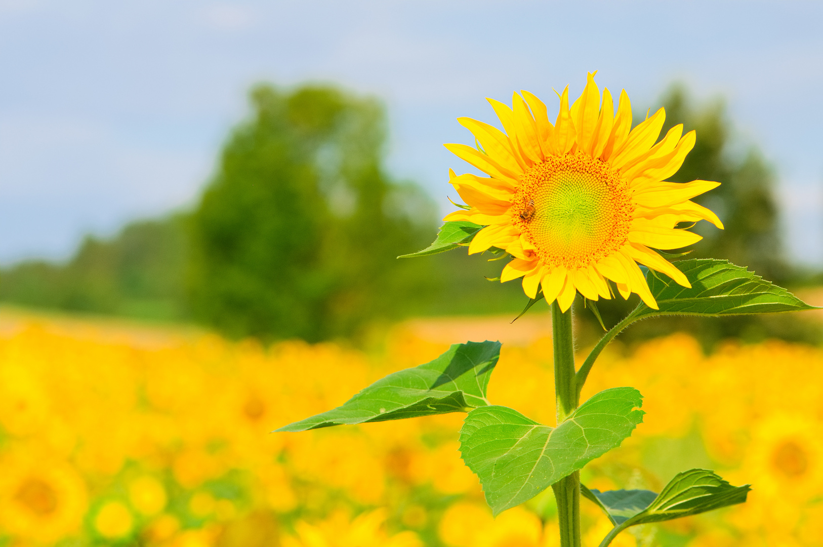 der Sonne entgegen