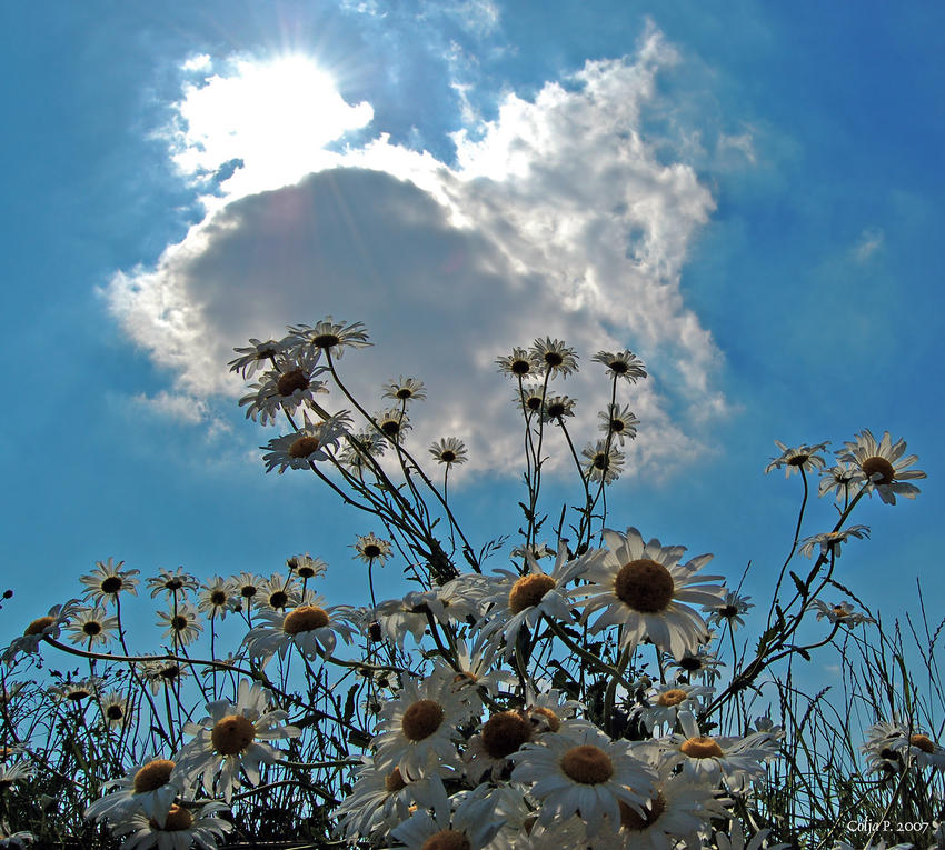 Der Sonne entgegen