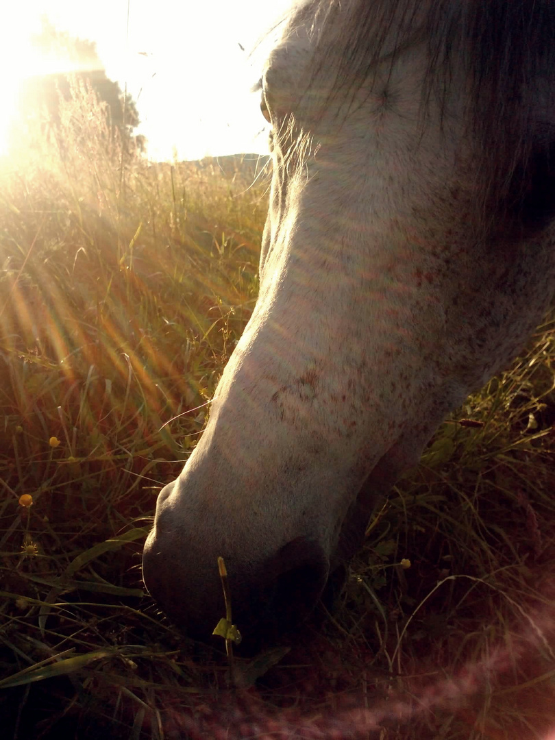 Der Sonne entgegen