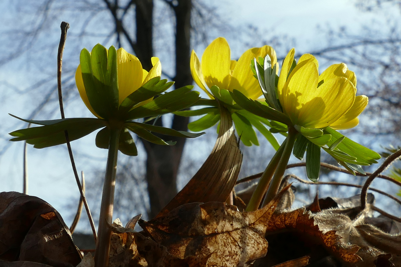 Der Sonne entgegen