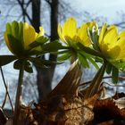 Der Sonne entgegen