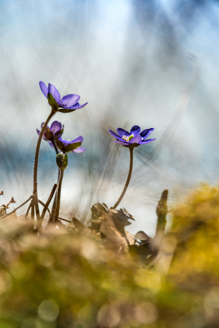 der Sonne entgegen