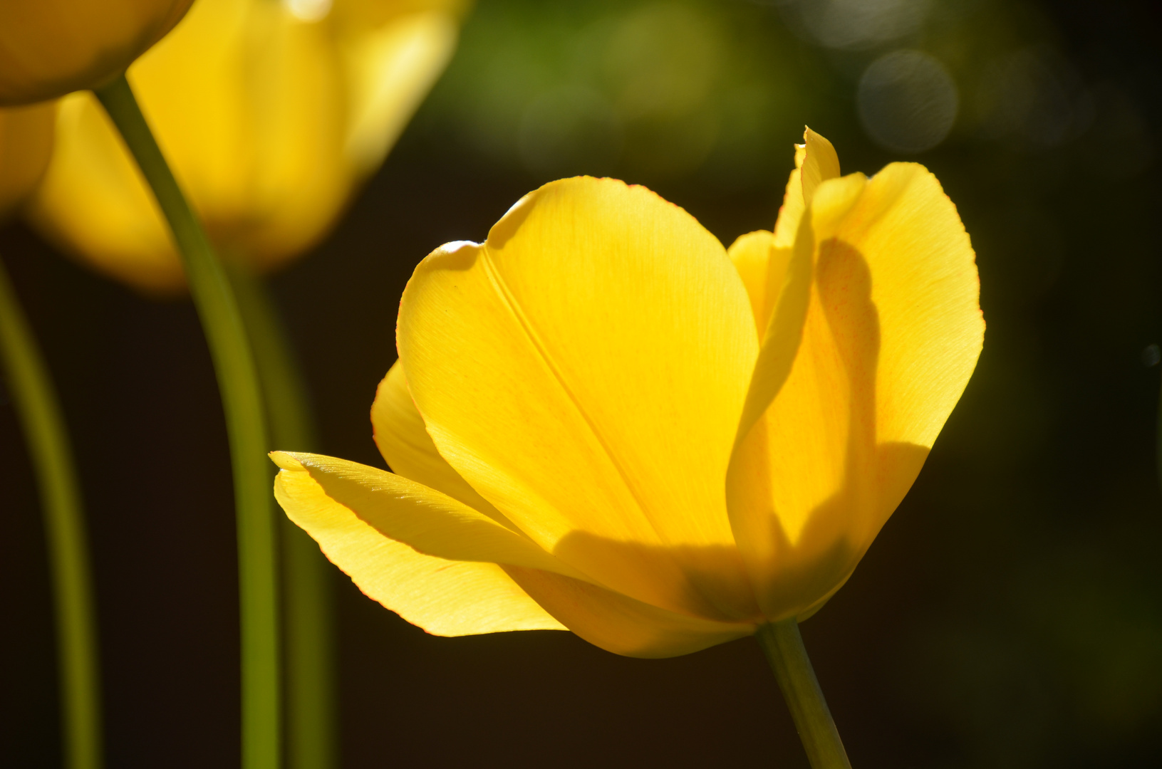 Der Sonne entgegen