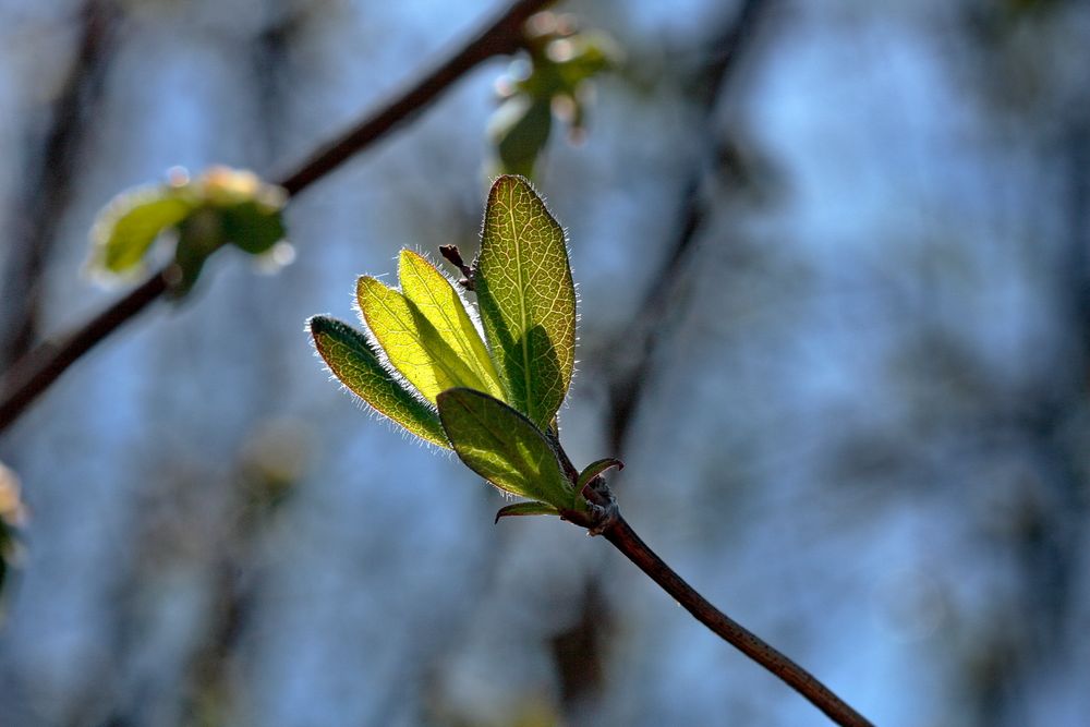 Der Sonne entgegen