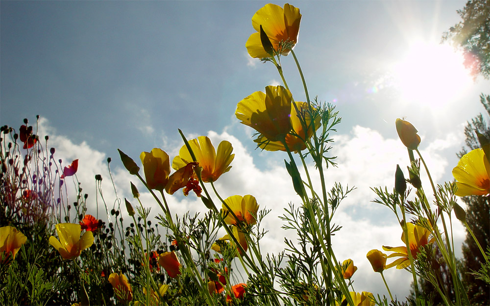 Der Sonne entgegen von Steffen Dase