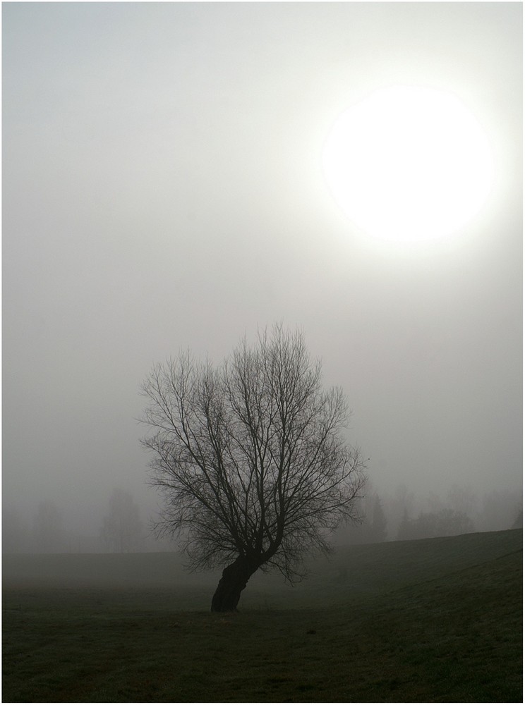 Der Sonne entgegen