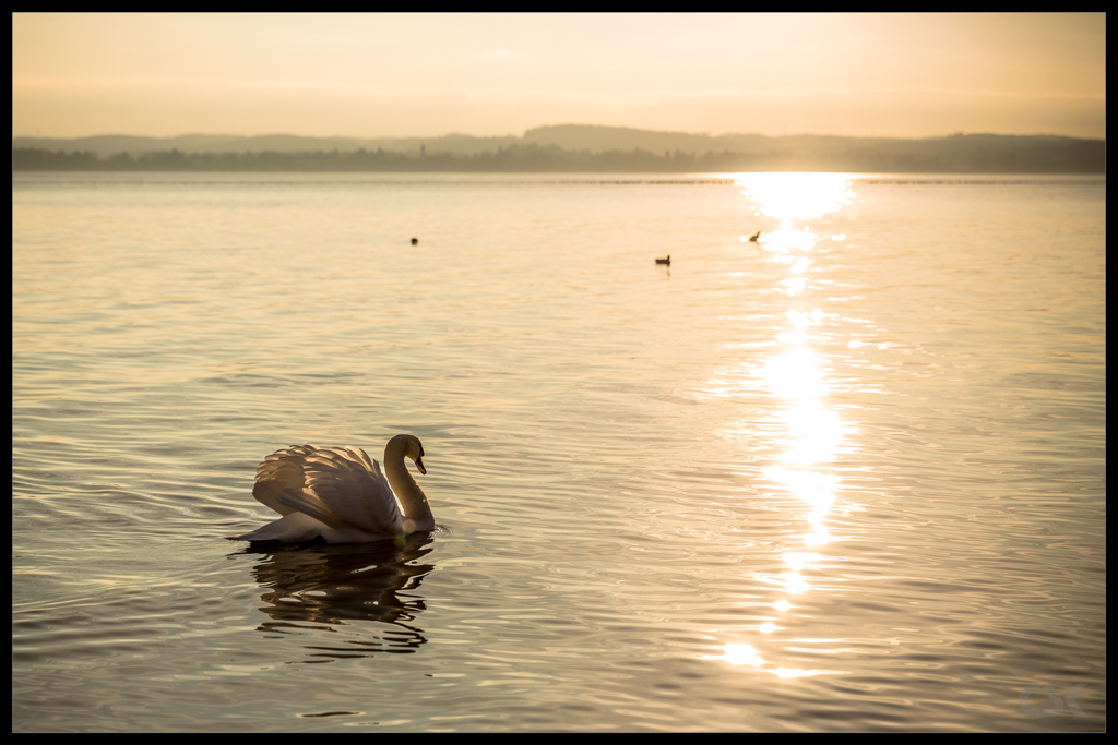 Der Sonne entgegen