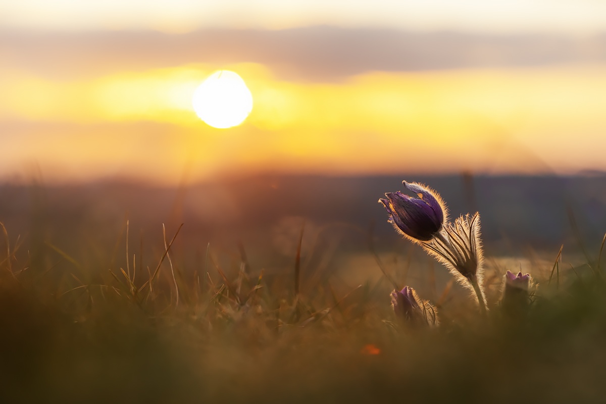 Der Sonne entgegen