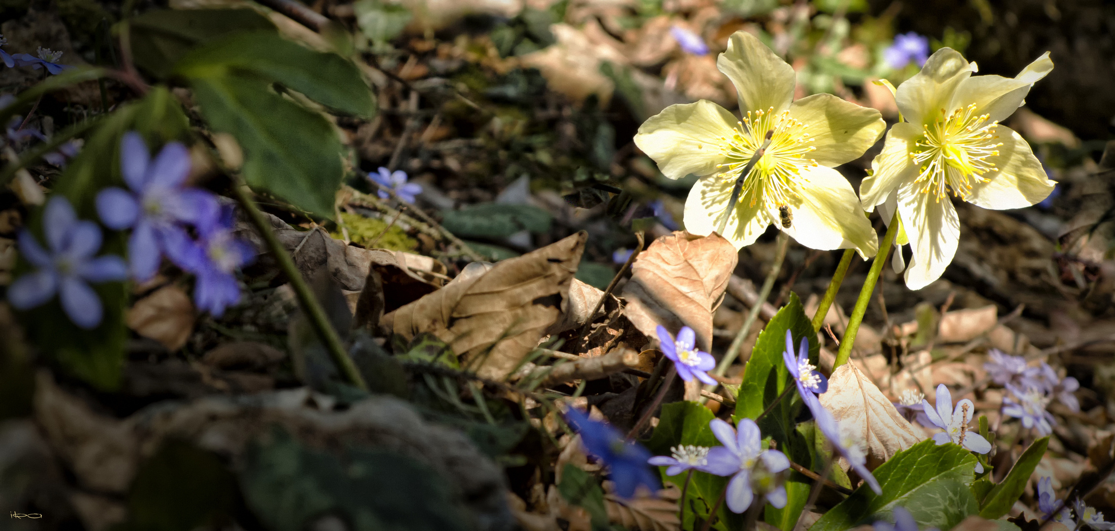 der Sonne entgegen