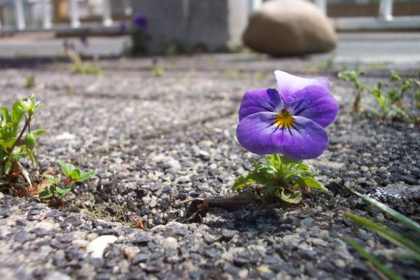 Der Sonne entgegen... von Jennifer Köthe