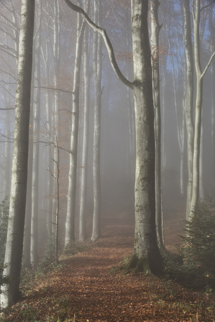 Der Sonne entgegen