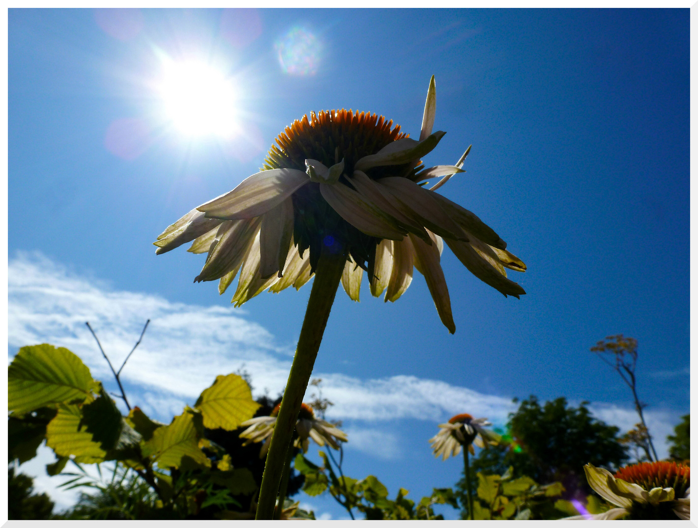 Der Sonne entgegen