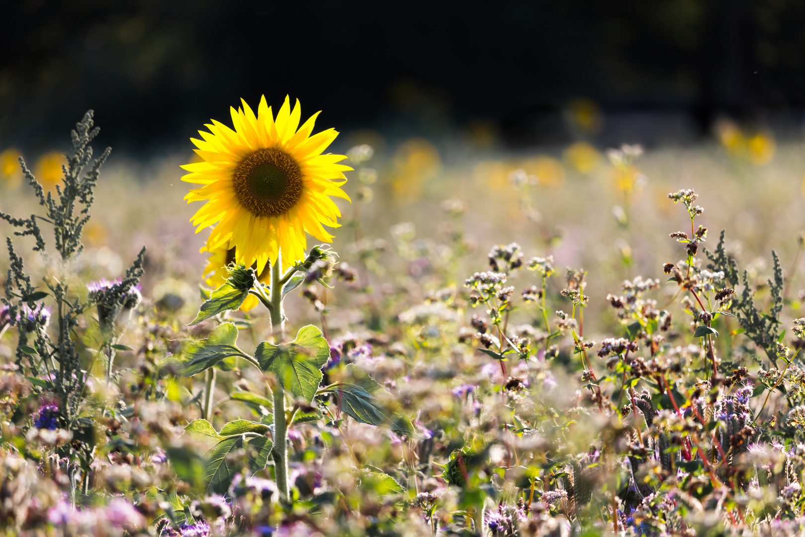 Der Sonne entgegen