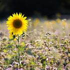 Der Sonne entgegen