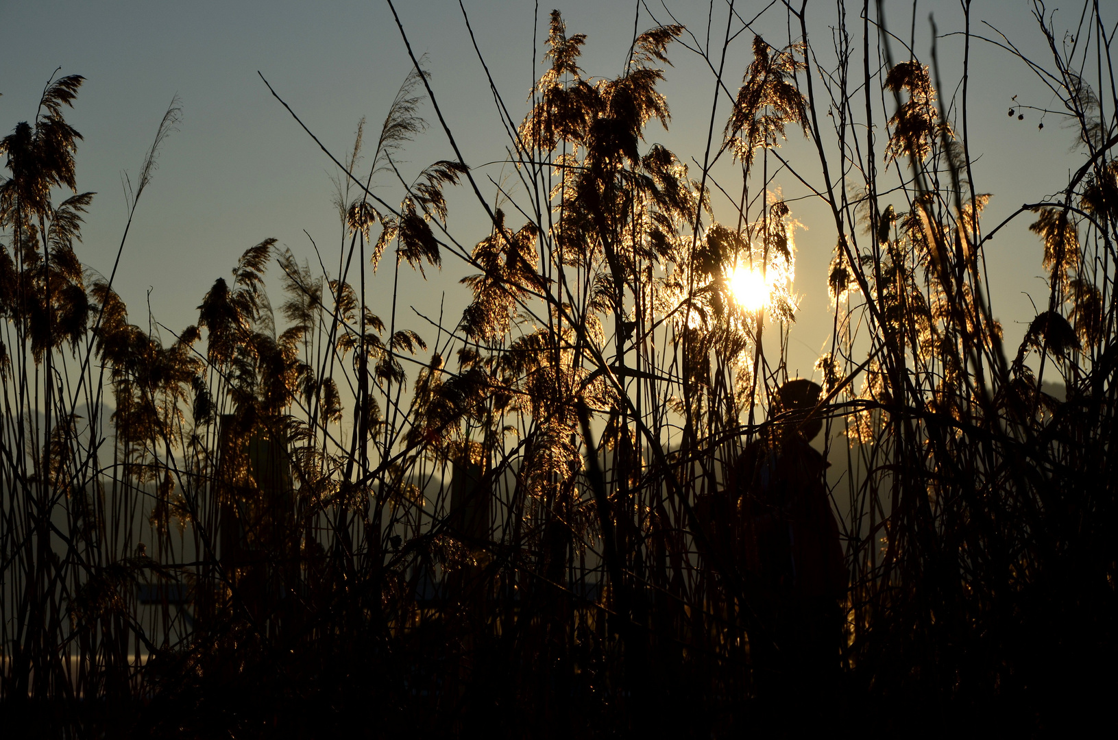 Der Sonne entgegen.....