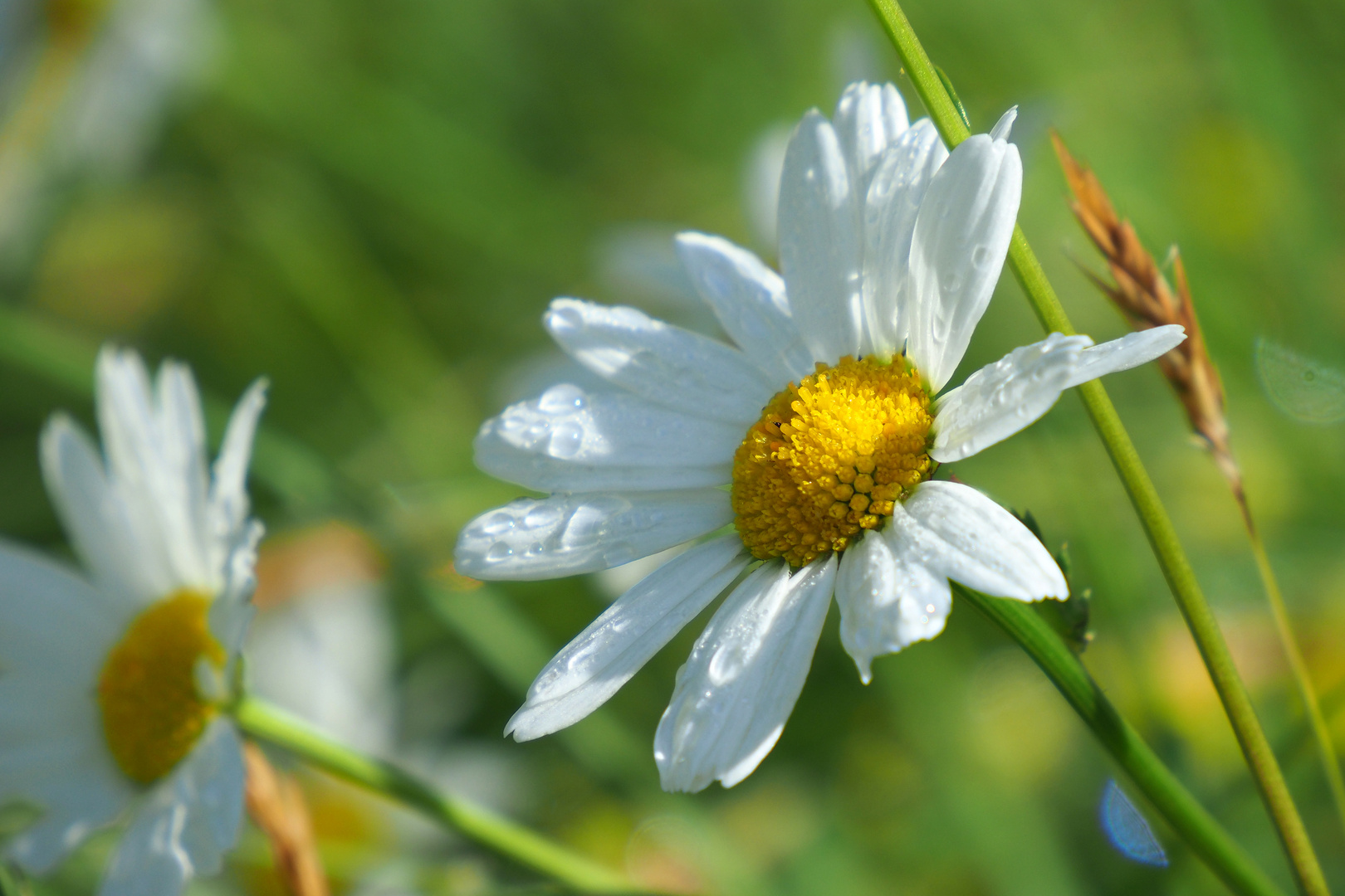 der sonne entgegen