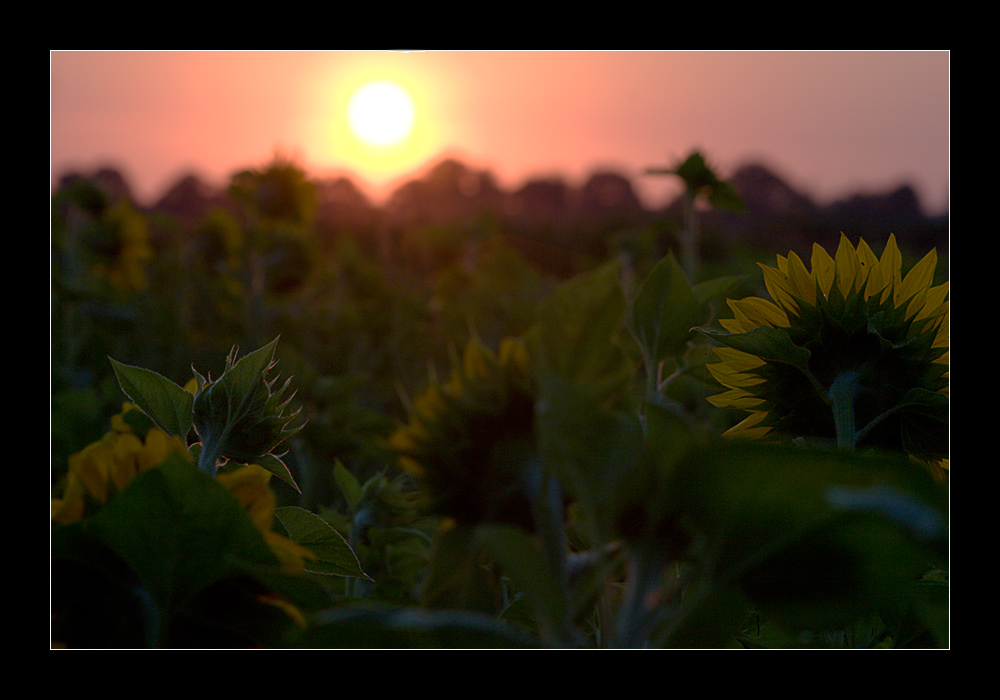 Der Sonne entgegen