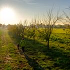 Der Sonne entgegen