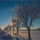 der Sonne entgegen