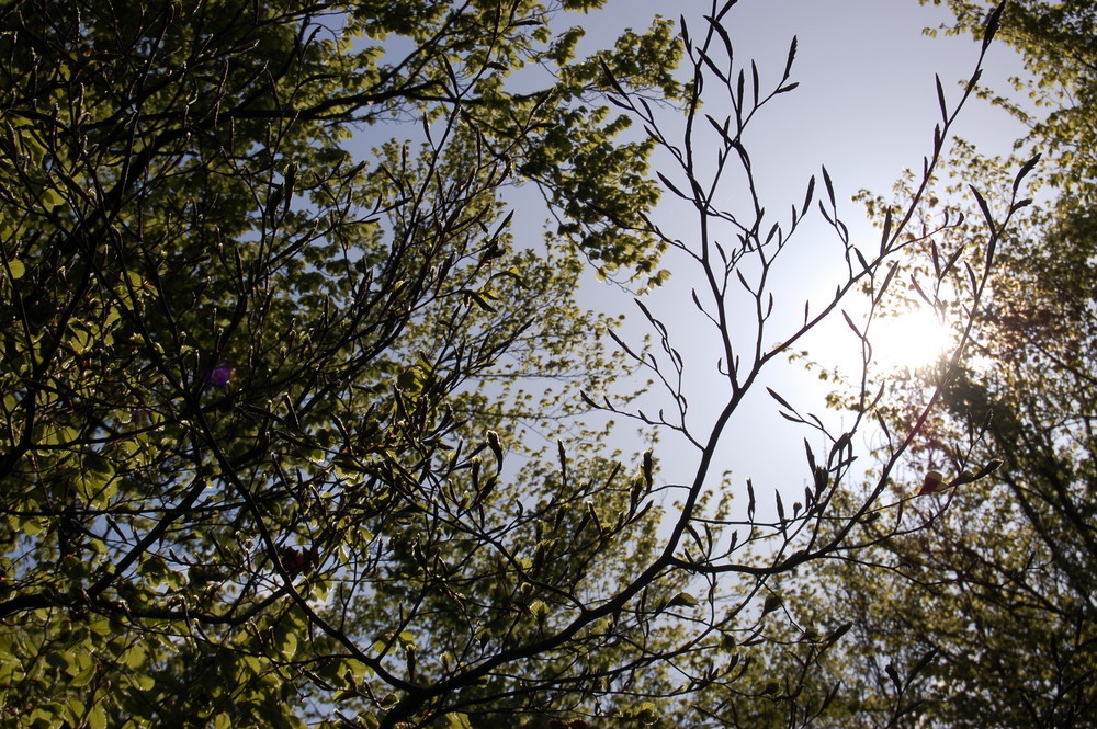 Der Sonne entgegen