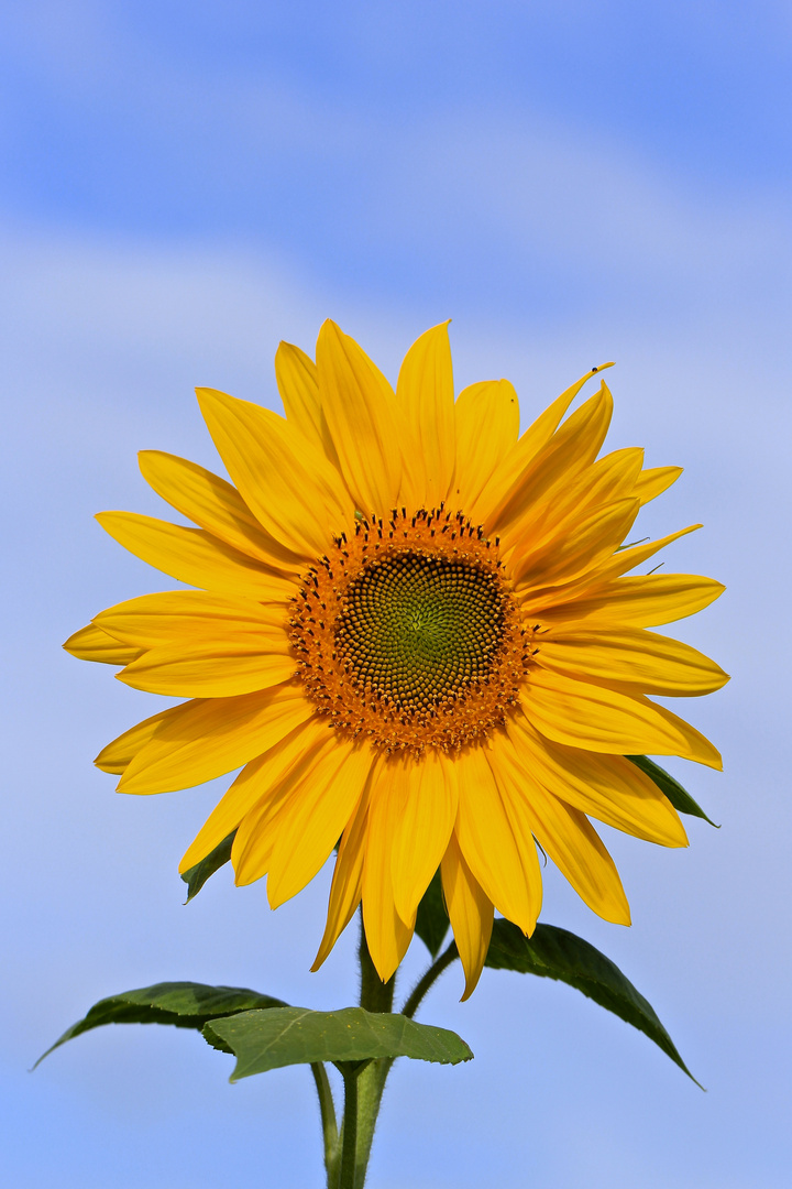 Der Sonne entgegen