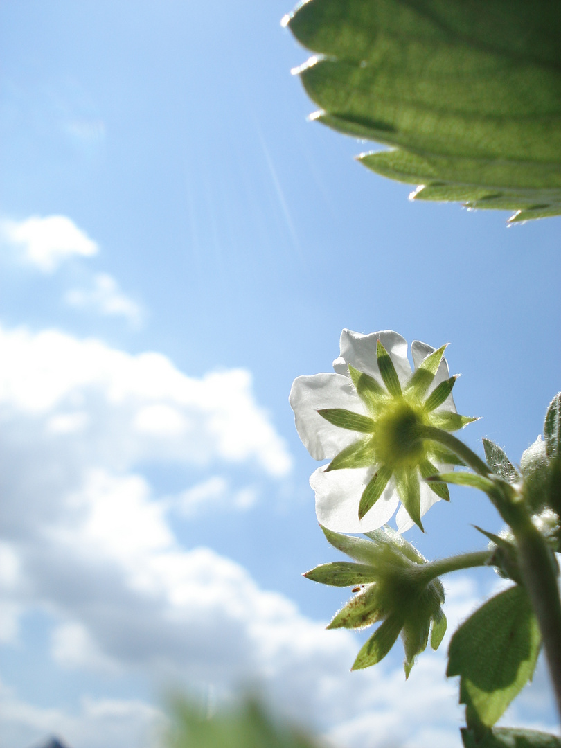 Der Sonne entgegen