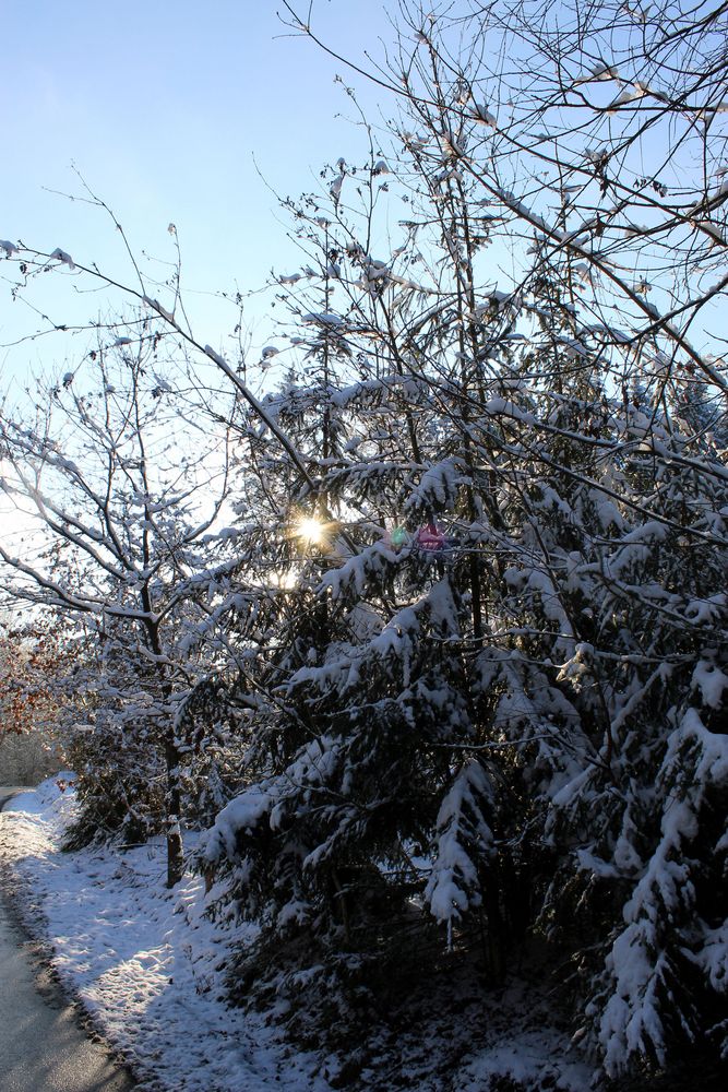 der Sonne entgegen