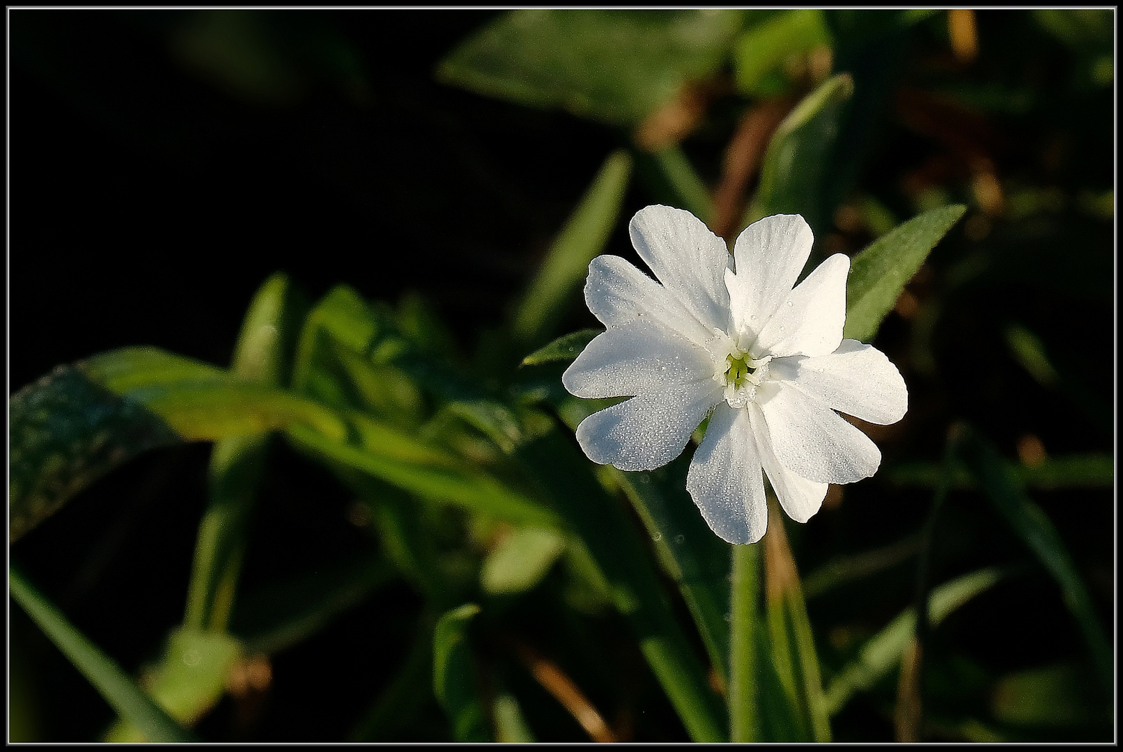 Der Sonne entgegen