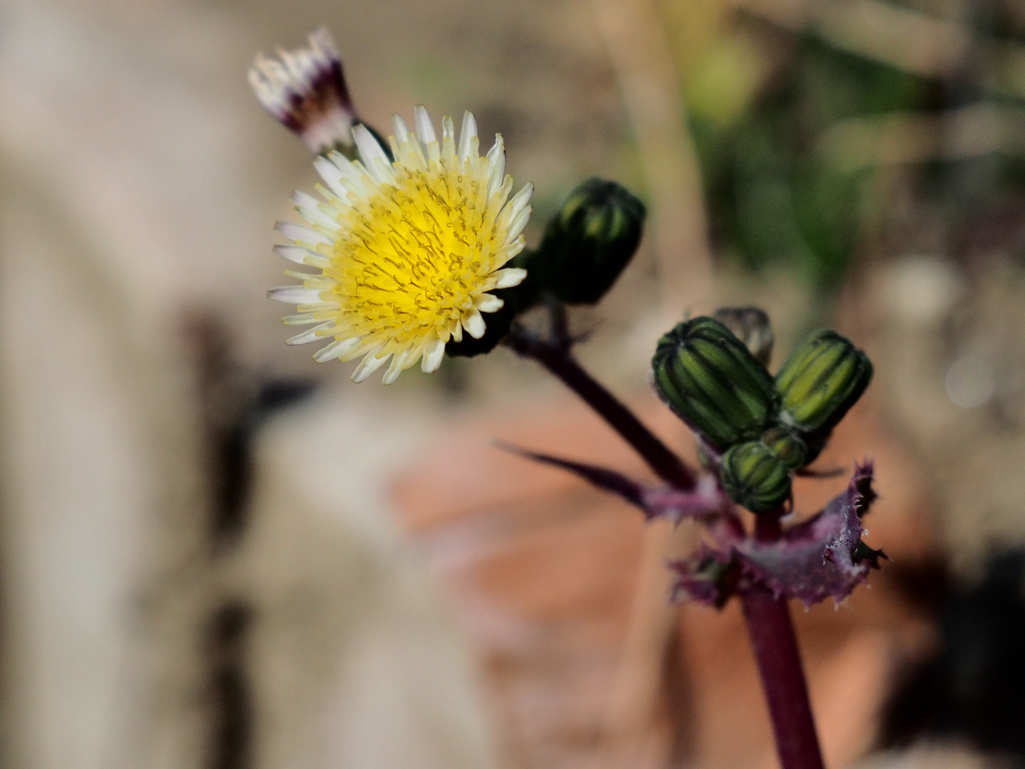 Der Sonne entgegen