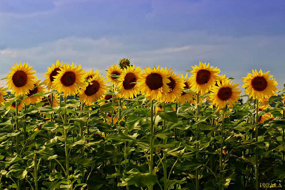 Der Sonne entgegen