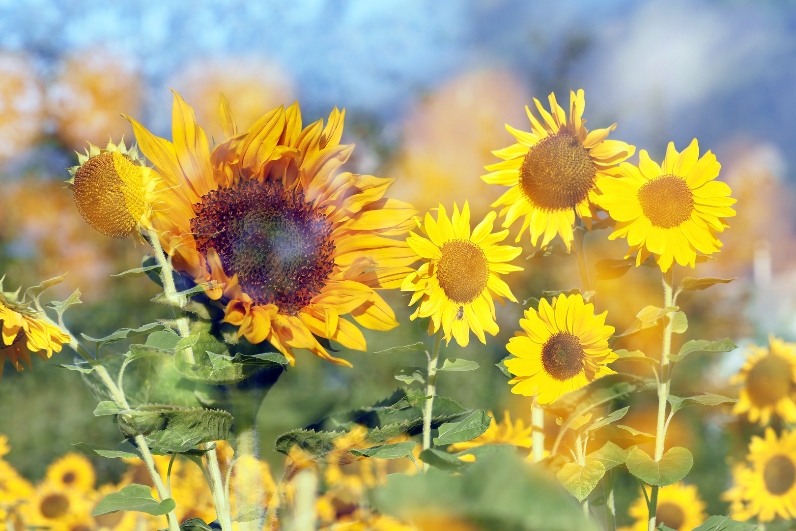 der sonne entgegen