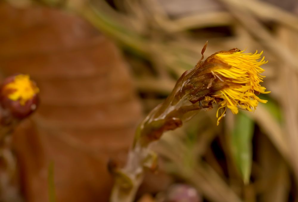 Der Sonne entgegen...