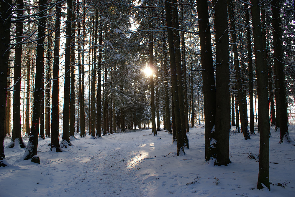 Der Sonne entgegen.