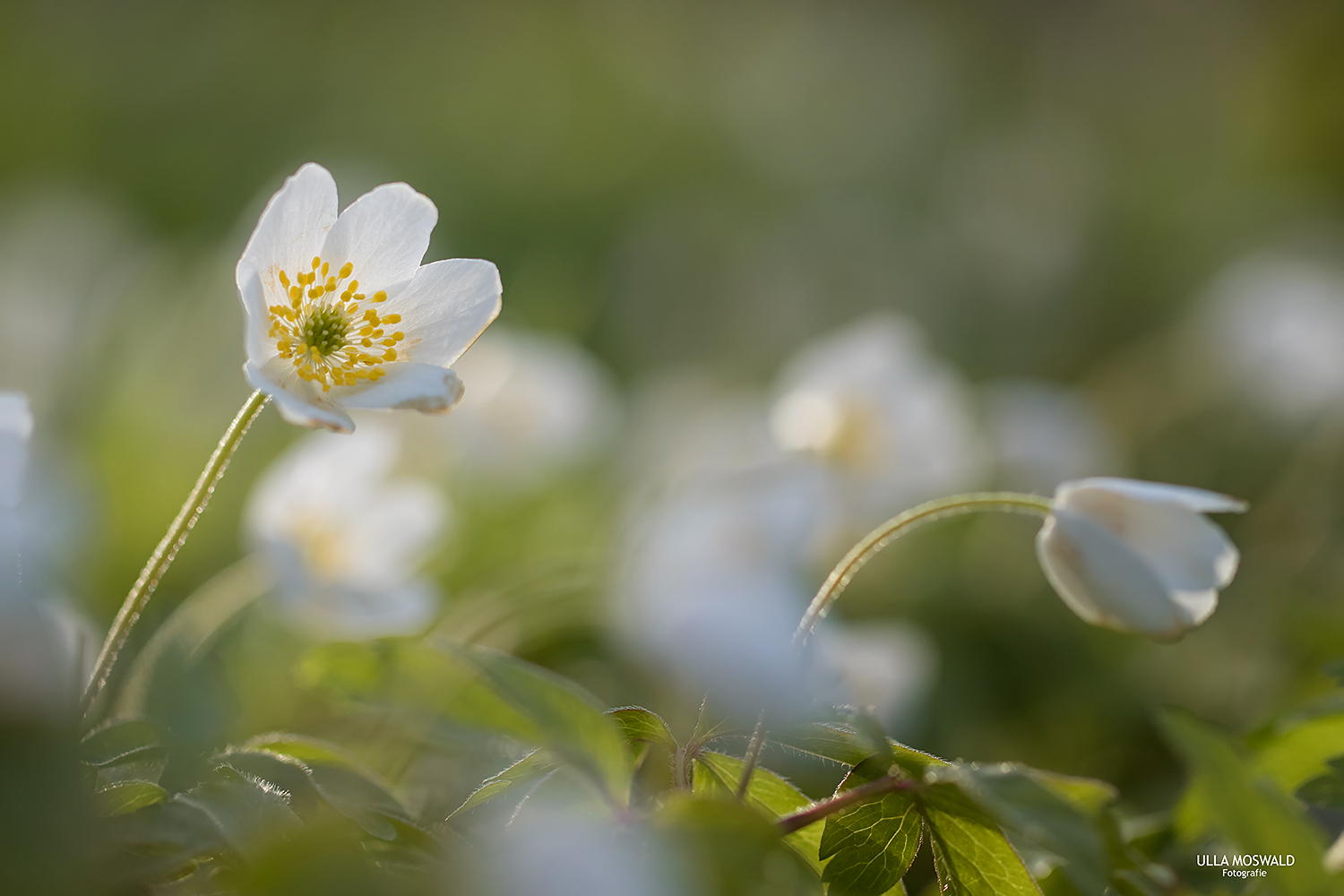 ...der Sonne entgegen...