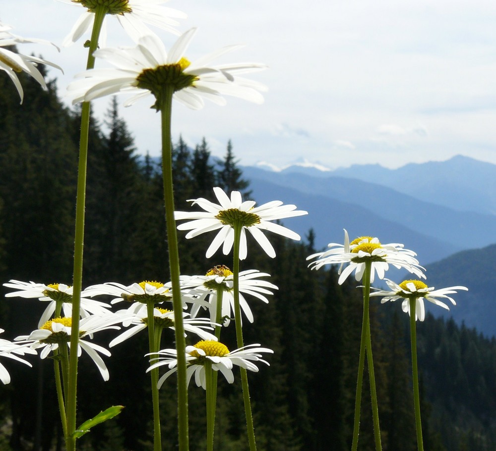 Der Sonne entgegen