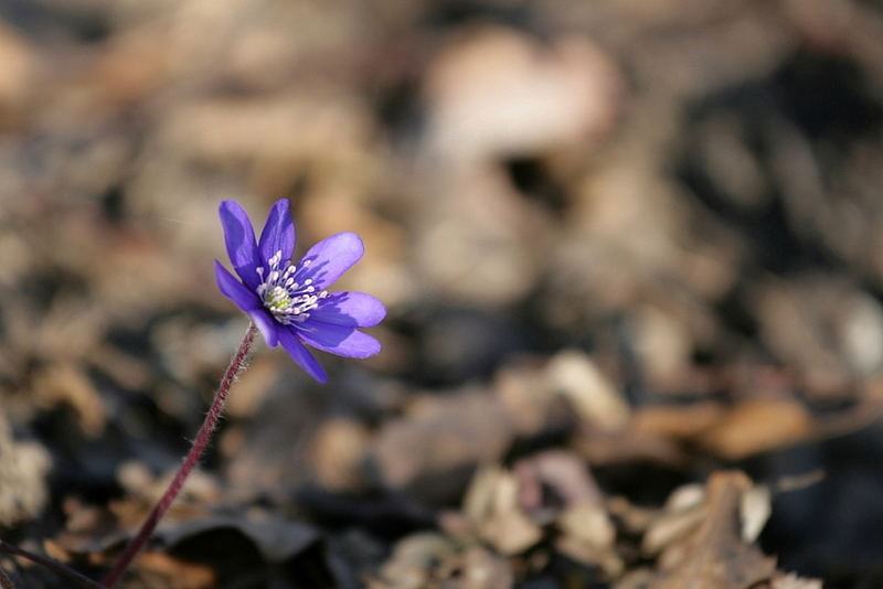 Der Sonne entgegen- ein Leberblümchen