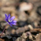 Der Sonne entgegen- ein Leberblümchen