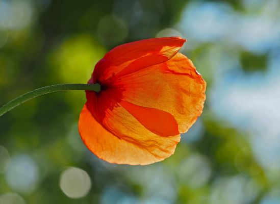Der Sonne entgegen! - En quête du soleil...