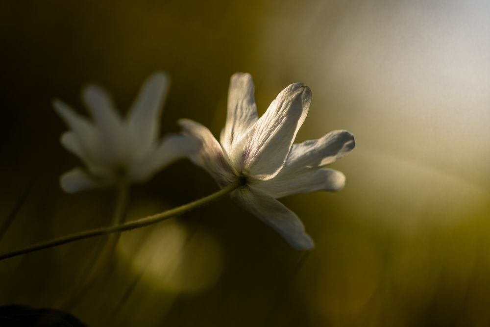 der Sonne entgegen